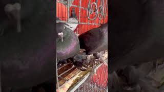 kabutar pigeon kabutarbazilover zahidpigeonworld shortvideo [upl. by Darach111]