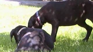 Cane Corso Hündin Zare und Ketti [upl. by Andersen]