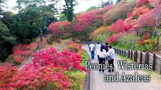 Peonies Wisterias and Azaleas during Golden week in the Kanto region [upl. by Moyers858]