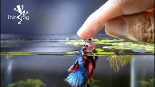 Betta Fish Male VS Female in High Jump [upl. by Stephannie969]