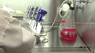 Cell Culture Basics 16 Cleaning the aspirating tube once done with cell culture [upl. by Olrac]