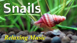 Ốc thủy sinh  Snails in planted tank [upl. by Ynohta550]