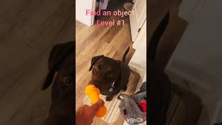 Watch this clever pup find the hidden treasure 🐶 🔍 DogTricks SmartPup [upl. by Iila]