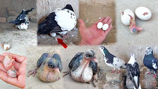 Kabutar ki video kabutar ke bacche Ande se kaise nikalte Hain  1 day to 30 days baby pigeon grew up [upl. by Ilam327]