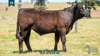 Lot 33  BJF STEER 88 [upl. by Gniy]