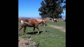 Mares in heat how it changes Horses amp Herd Behavior  Rick Gore Horsemanship [upl. by Airemahs]