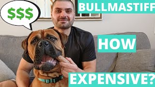 How Much Does A BULLMASTIFF Cost YEAR 1 [upl. by Notnil]