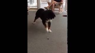 Bernese Mountain Dog Is Scared of Feather [upl. by Airotna71]