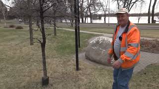 Plant Health Care Trees and Shelterbelts Episode 3 Deciduous Trees [upl. by Cloots208]