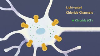 Targeting lightgated chloride channels to neuronal somatodendritic domain [upl. by Nilyak442]