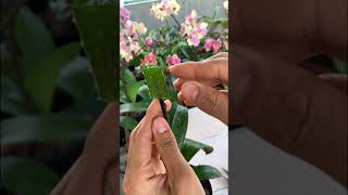 Phalaenopsis orchid cuttings from flower branches [upl. by Aerdnac]