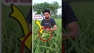 गंधी बग कीटshortsviral paddy agriculture agriculturefarming [upl. by Ronyar]