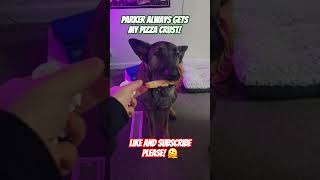 My German Shepherd Parker Always Gets My Pizza Crust dog germanshepherd [upl. by Dillon]