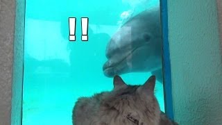 Cat HAL Enjoying Aquarium Can he play with dolphin  猫、水族館に行く。いるかと遊べるかな？ [upl. by Hpotsirhc]