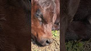 Baby Calf SLEEP Interrupted [upl. by Aivyls526]