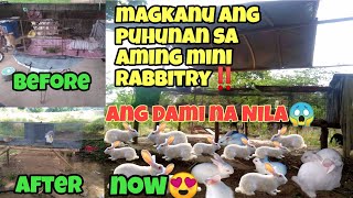 RABBIT FARMING PHILIPPINES  MAGKANU ANG PUHUNAN SA RABBIT FARMING [upl. by Mello261]