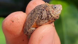 The SMALLEST TURTLES You’ve Ever Seen Baby Loggerhead Musk Turtles [upl. by Ahsaela]