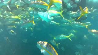 barracuda attacking fish sombrero reef [upl. by Kennedy46]