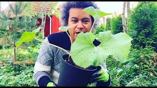 Planting a Petasites Hybridus Butterbur and Tidying the Surrounding Plant Bed [upl. by Ayotl]