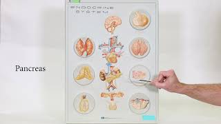 Endocrine Gland Board [upl. by Fisken]