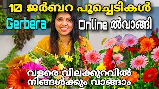 10 ജർബറ പൂച്ചെടികൾ ഓൺലൈനായി വാങ്ങി  വിലക്കുറവിൽനിങ്ങൾക്കും വാങ്ങാം  Gerbera flower plant [upl. by Nileuqaj]