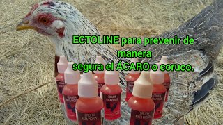 ECTOLINE para prevenir el coruco o ÁCARO rojo [upl. by Ekyt179]