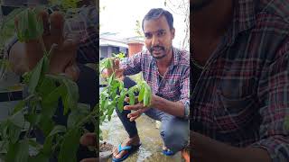 Butterfly plant ഞാനും വാങ്ങി പൂമ്പാറ്റ ചെടി [upl. by Znerol377]