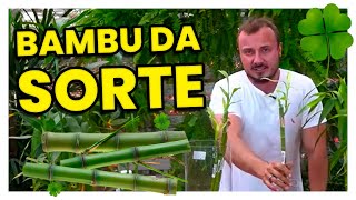 BAMBU DA SORTE  Aprenda como cultivar e adubar [upl. by Burnaby]