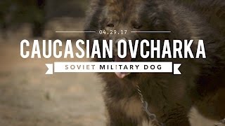 THE CAUCASIAN OVCHARKA BUILT BY THE SOVIET MILITARY [upl. by Everett9]