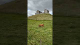 Highland Cows at Ruthven Barracks Kingussie Highlands Scotland [upl. by Ilwain]