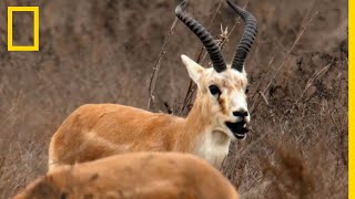 Les incroyables capacités de résilience de la gazelle à goitre [upl. by Hardunn]