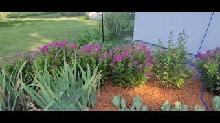 Sun Garden tour Please subscribe like and comment to help grow my channel Thanks Lisa [upl. by Quint]