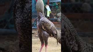 sandaseval videos  sandakoli valarppu  kattu seval shorts rooster aseel [upl. by Enirual]