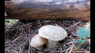 Perretxiko 2024 en Navarra calocybe gambosa perrechico seta de San Jorge seta de primavera [upl. by Aneehsar]