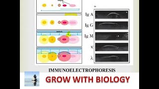 IMMUNOELECTROPHORESIS IN HINDI [upl. by Illoh108]