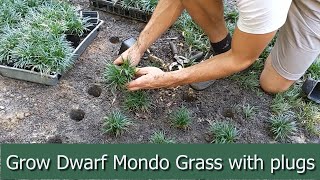 Planting a Dwarf Mondo Grass Lawn with the ProPlugger [upl. by Bernadina]