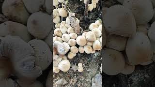 Basidiomycetes  Basidiocarp [upl. by Narhet]