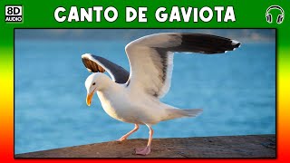 CANTO DE GAVIOTA 🦆 [upl. by Yorker]