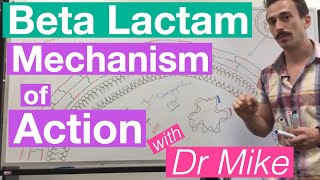 βlactam  Mechanism of Action and Resistance [upl. by Thirion]