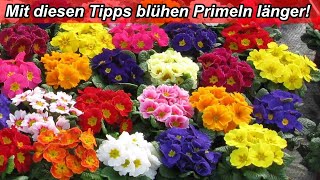 Primula Acaulis Pflege – Primeln richtig pflegen – Gießen Standort Düngen Schneiden nach Blüte [upl. by Lamoureux]