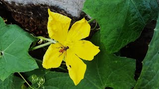 Bees hover around the sponge gourd flowers  capturing a moment of natural harmony [upl. by Lennor286]