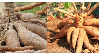 Comment faire pousser du manioc pour une récolte rapide et un rendement optimal [upl. by Jesus]