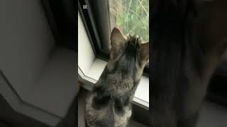 🎃Ella the bird watching cat👻 [upl. by Cai494]