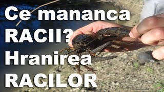 Idei de afaceri  Ce mananca racii hranirea racilor  NextStep [upl. by Enneyehc]