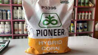 P3396 पायनियर बेस्ट highyielding hybrid maize [upl. by Sanbo236]