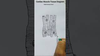 How to Draw Cardiac Muscle Tissue shorts cardiacmuscle habibdrawingschool [upl. by Yedrahs]