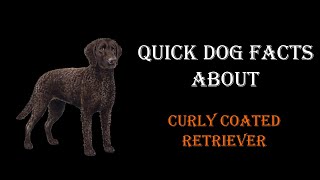 Quick Dog Facts About The Curly Coated Retriever [upl. by Byrdie347]