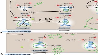 Biochemistry lec3 amino acids part one [upl. by Ferneau]