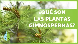 PLANTAS GIMNOSPERMAS 🌲 ¡Características Ejemplos Reproducción y más [upl. by Veradi]