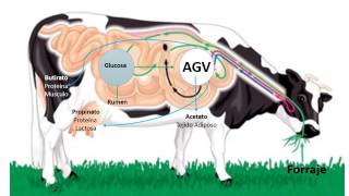 Degradación de Carbohidratos en Rumiantes [upl. by Oriel379]